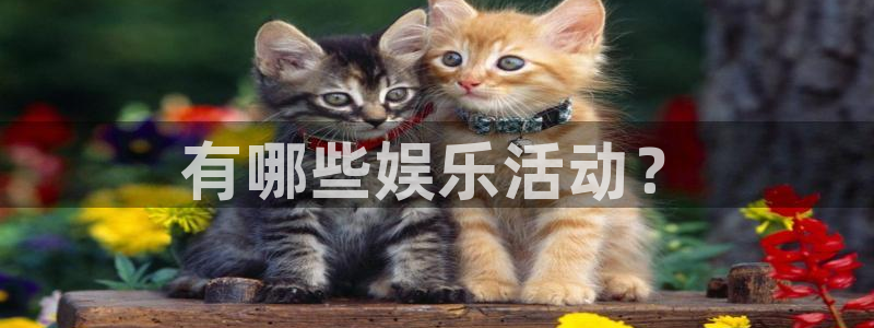 蓝狮娱乐是什么平台：有哪些娱乐活动？