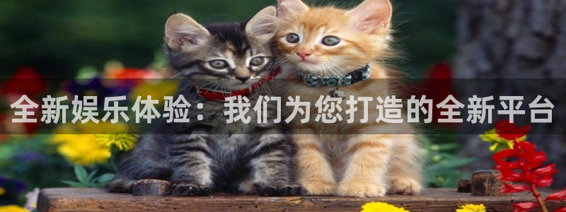 蓝狮娱乐体育平台总代理：全新娱乐体验：我们为您打造的全新平台